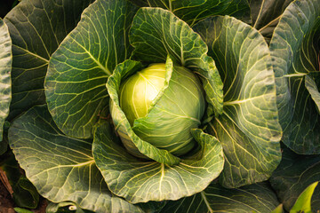 Green cabbage head closeup in nature on field.