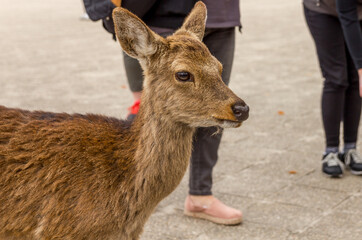 Deer roaming freely in the streets of Miyajima island, Japan
