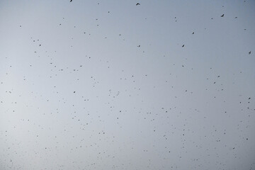 Bats flying in the sky of Kpalimé after sunset.