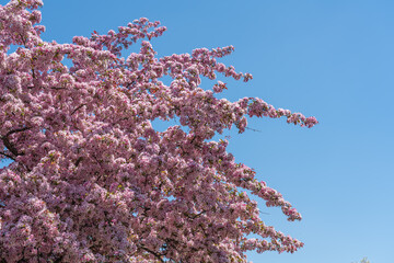 Pink blossoms isolated against a blue sky