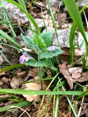 little purple flowers between rocks