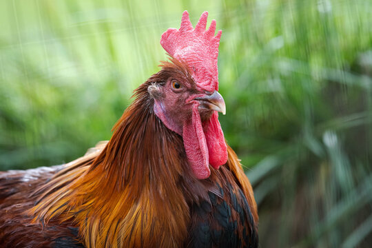 A close-up of a proud banty rooster giving me the evil eye. Highlighting his red comb and wattle and his flowing orange mane.