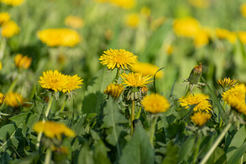 Yellow field dandelion on a green field. The sun on earth.