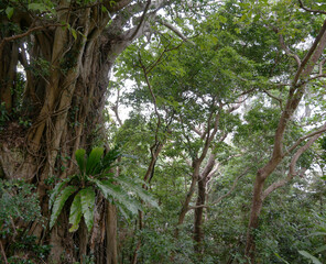  jungle nature trees nature green