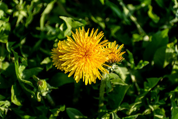 Yellow field dandelion on a green field. The sun on earth.
