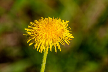 Yellow field dandelion on a green field. The sun on earth.