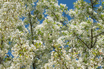 White blossoms in front of blue sky