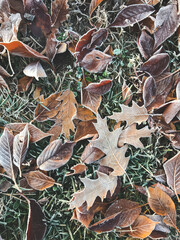 Mobile close up photography of frozen brown leaves laying on green grass in autumn season, as nature background of fallen leaves pattern and copy space for text with wallpaper concept 