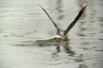The slender-billed fishng