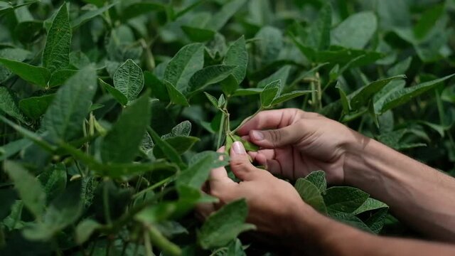 soja, soy, green soy, soja verde, semente de soja, vagem, folha de soja