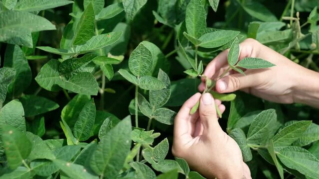 soja, soy, green soy, soja verde, semente de soja, vagem, folha de soja