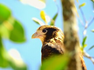 bird on a branch