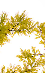 Kompozycja gałązek oraz drobnych, żółtych liści drzewa ozdobnego, na białym kontrastującym tle © Kiersno