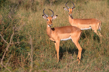Impala Social Distancing