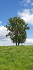 Fototapeta na wymiar The lonely tree