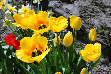 Obraz premium Yellow tulips. Close-up. Desktop wallpaper. Spring flowers. Gardening. Flowerbed.