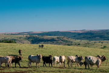Naklejka na ściany i meble Boi Pasto, boiada, cow, ox in the pasture, ox herd
