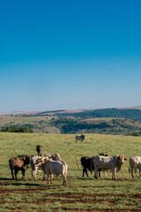 Boi Pasto, boiada, cow, ox in the pasture, ox herd
