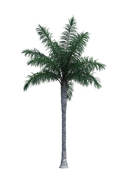 Nature object palm tree isolated  white background