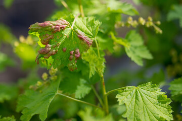 red currant leaf affected by aphids