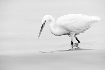 Western reef egret white morphed fishing, exposure bias +2ev image