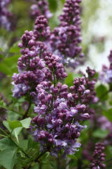 In large inflorescences of a lilac among not opened buds there are fresh gentle flowers.