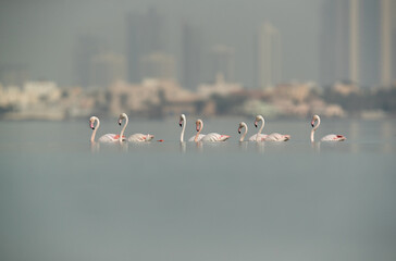 Fototapeta premium Greater Flamingos wading, Bahrain