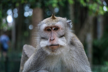 Monkey portrait, Ubud, Bali.