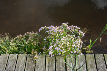 Unscheinbare lila Pflanze wächst durch den Holzsteg an einem kleinen Bootsanleger