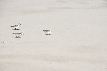 Gruppe von Strandläufern im feinen Sand