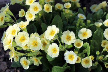 Yellow primrose. Close-up. Desktop wallpaper. Spring flowers. Gardening. Flowerbed.