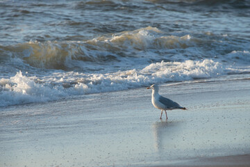 Einzelne Möwe stehend in der Dünung im Sand, Dänemarks Küste, Skandinavien
