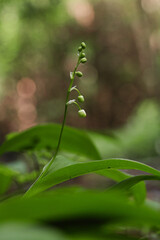 Forest landyshi- thick fragrant thickets of delicate flowers
