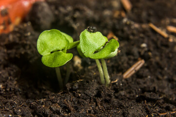 seedlings in peat pots.Baby plants seeding