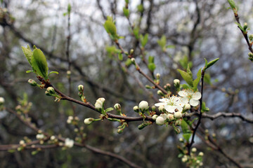Blooming plum. Close-up. Spring photo. Gardening.