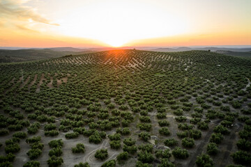 Aerial view of the plantations of Olives, Spain. Drone point of view