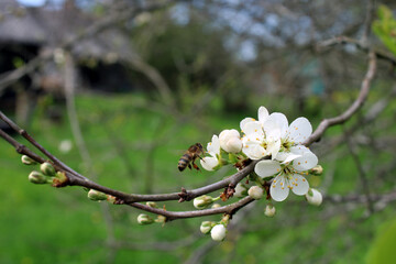 Blooming plum and bee. Close-up. Spring photo. Gardening