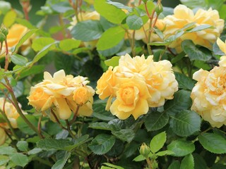 Cream roses in the garden