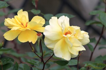 Cream roses in the garden