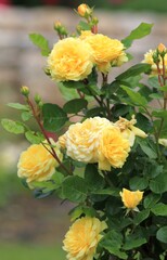 Yellow roses in the garden