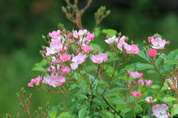 Pink roses in the garden
