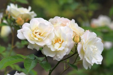 Obraz premium Białe róże w ogrodzie