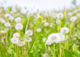 Field with white and yellow dandelions selective focus as natural background