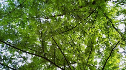 Green trees background stock photo