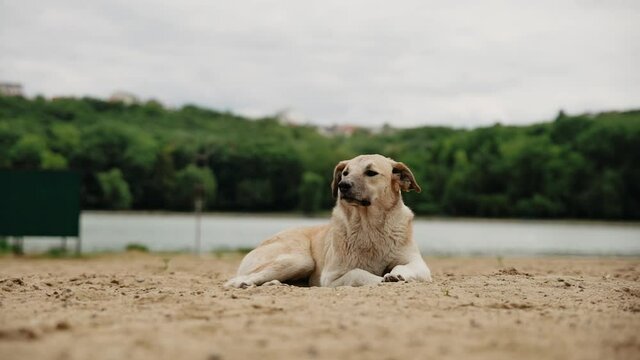 Gog on the beach