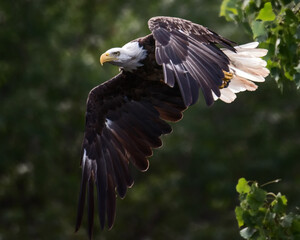 Eagle