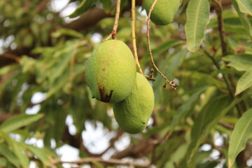 raw mango on tree in davangere india