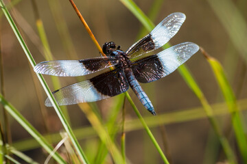 Dragonfly species Widow Skimmer with open wings rests on pond sedge in a swamp ecosystem