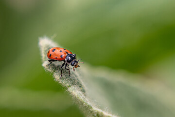 Single ladybug on a leaf