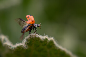 Single ladybug on a leaf